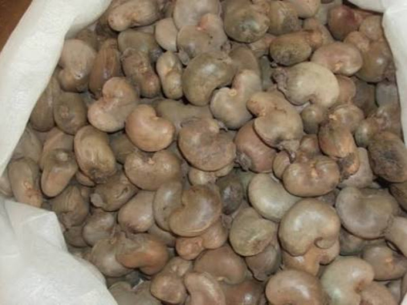 Noix de cajou brutes (RCN)