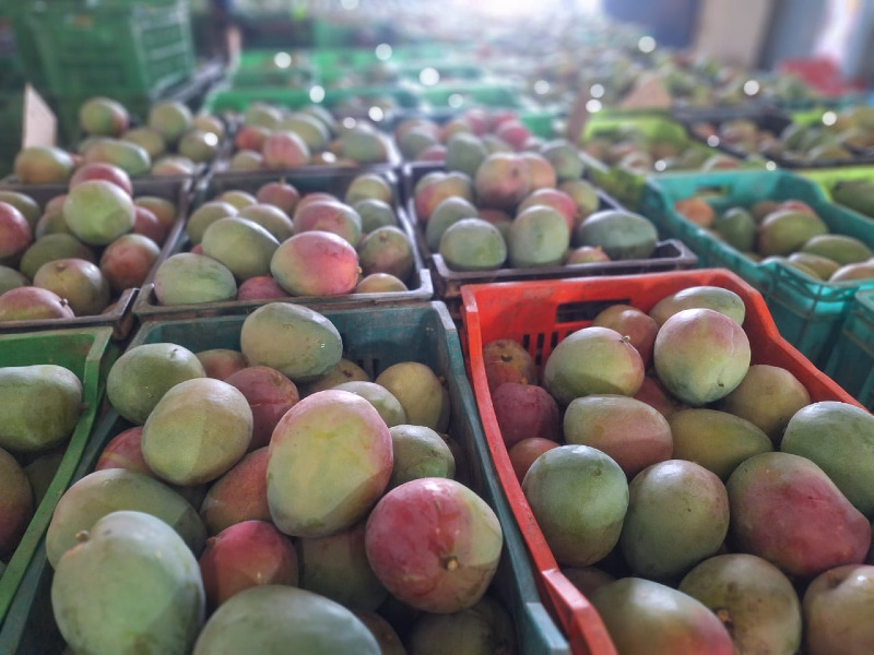 Mangue fraîche premium